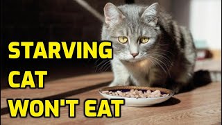 Will Cats Starve Themselves If They Don't Like The Food?