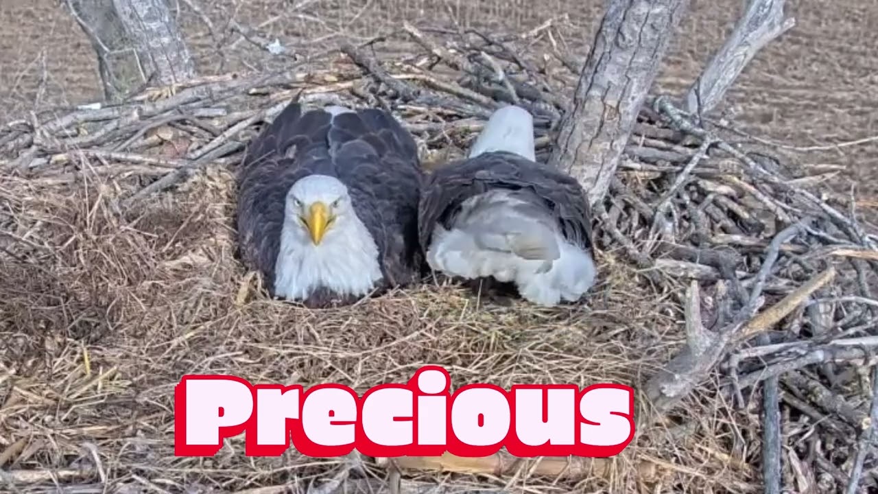 💙Harvey makes himself cozy next to Ellie 🦅💞🦅  2-11-2026 Kansas Bald Eagles