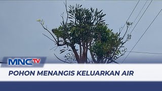 Viral! Pohon Tabebuya Menangis Keluar Air Deras di Malang - LIP 24/10