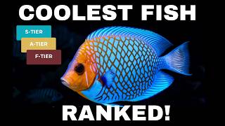 Ranking The Coolest Freshwater Fish (Aesthetic Tier List)