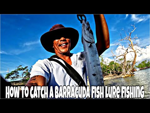 How to catch a Barracuda fish Lure fishing