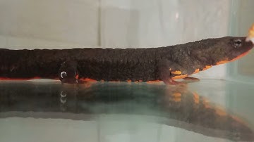 Cho cá cóc Tam Đảo (động vật trong sách đỏ) ăn