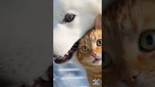 Die Glasbrücke - Weißer Schäferhund & Orangener Kater... ^^