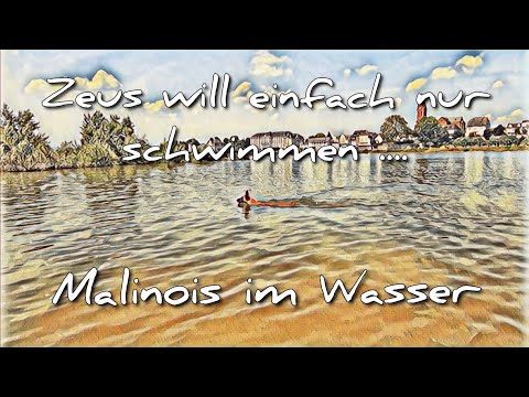 Video: Können belgische Malinois schwimmen?