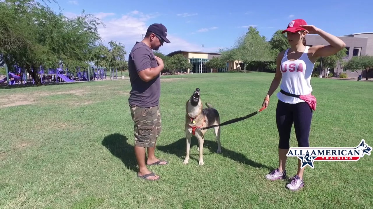 dog aggressive GSD Phoenix, AZ dog trainer YouTube