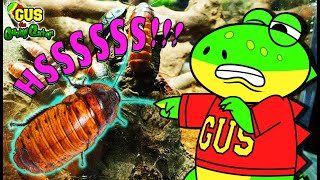 Gus Found Hissing COCKROACHES in RAINFOREST | Learn Rainforest Animals