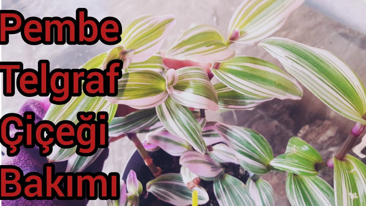 Pembe telgraf çiçeği bakımı- pembe telgraf çiçeğinin rengi neden değişir- #çiçekcoşturan ##çicek