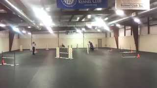 Chasey Novice Preferred Jww