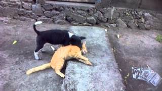 VID-20130822-00000