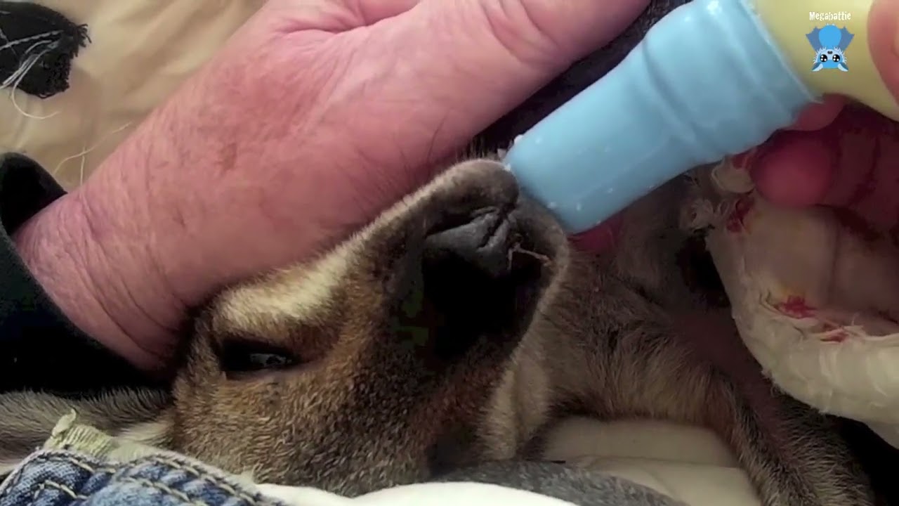 Second Chances Wildlife Sanctuary;  Flannery on day 2 in care