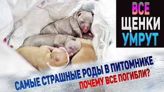 картинка: Все щенки погибнут... Жалко до слез!