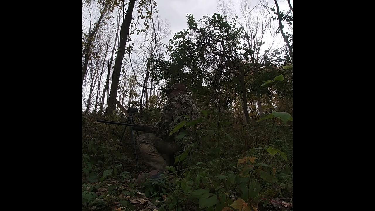 Eastern Cottontail Distress YouTube