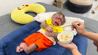 Download Lagu Dad Soothes The Pain Of A Poor Little Monkey With Special Love ❤️ MP3