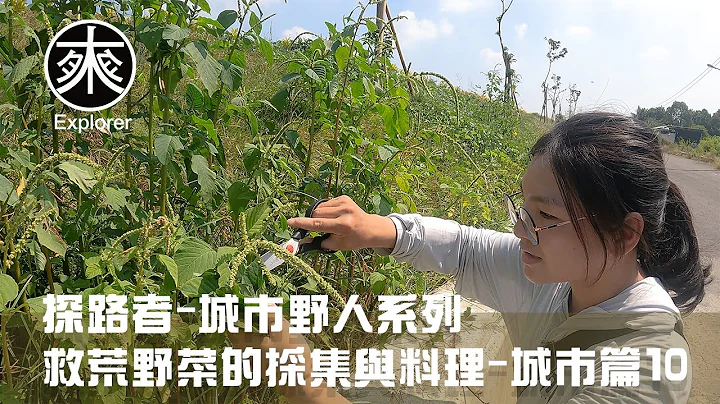 台灣野菜採集料理，燈籠果(苦蘵)、刺莧、大花咸豐草(鬼針草)、構樹、毛西番蓮、牛筋、大飛揚草、馬齒莧、台灣欒樹、長柄菊、倒地鈴、龍葵、水丁香｜帶着老婆到堤坊邊採野菜，探路者城市野人｜救荒野菜城市篇10 - 天天要聞