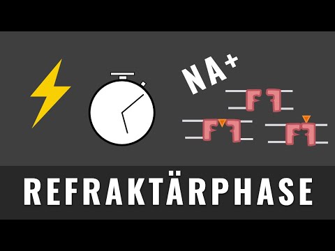 Video: Wo ist die Refraktärzeit?