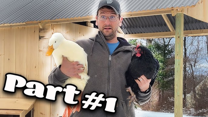 How To Build A Duck & Chicken Combo Coop - Part 6 - Youtube