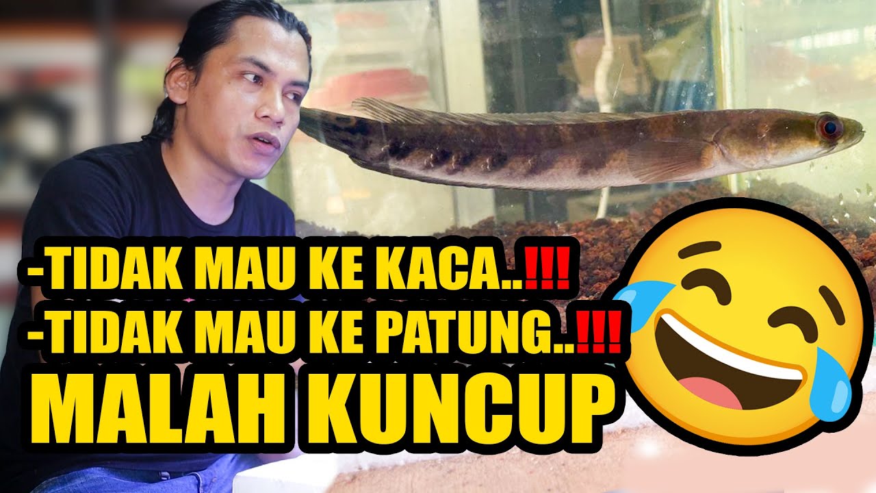 BONGKAR!! RAHASIA MENTAL CHANNA BERBULAN-BULAN TIDAK GALAK
