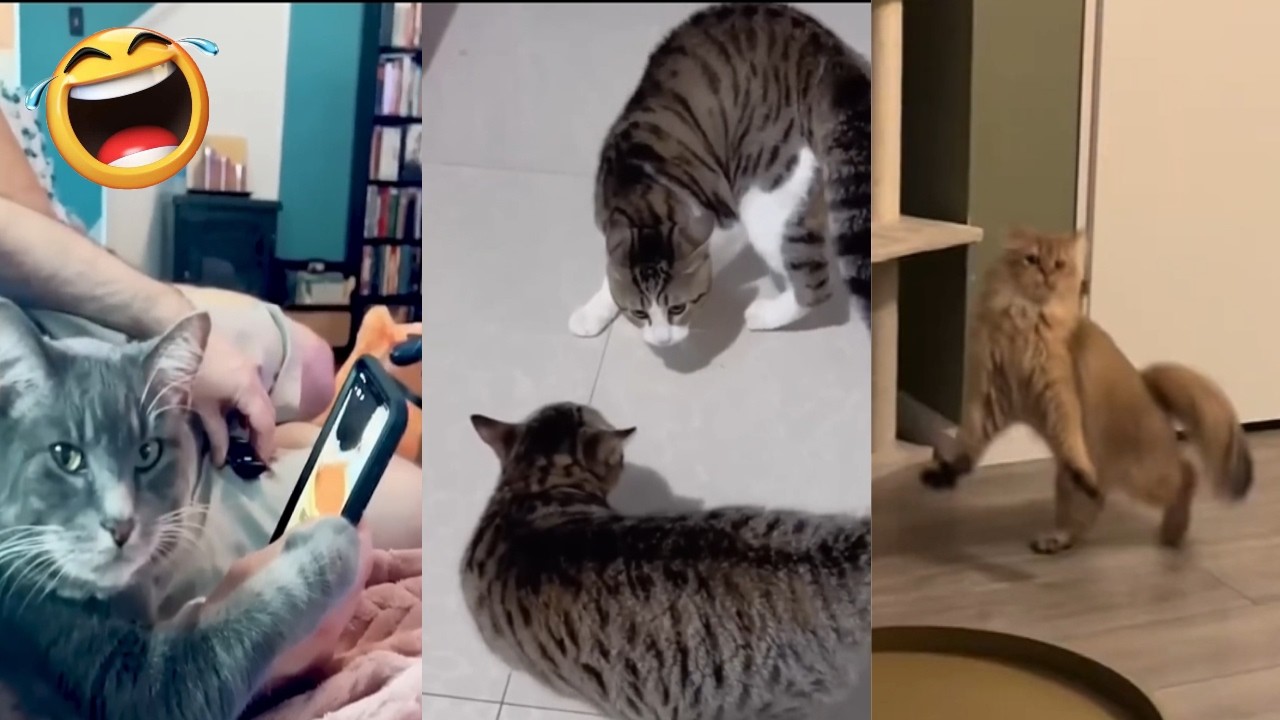 FUNNIEST VIRAL CAT MOMENTS THAT MAKES HOURS GO BY