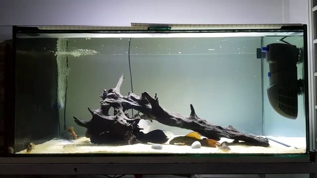 Pseudacanthicus Comm Tank