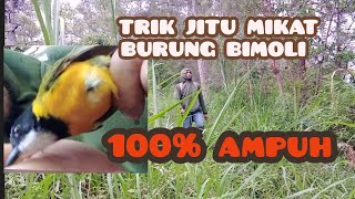 Download Lagu trik jitu mikat burung Bimoli dengan cara ini #mikatburung MP3