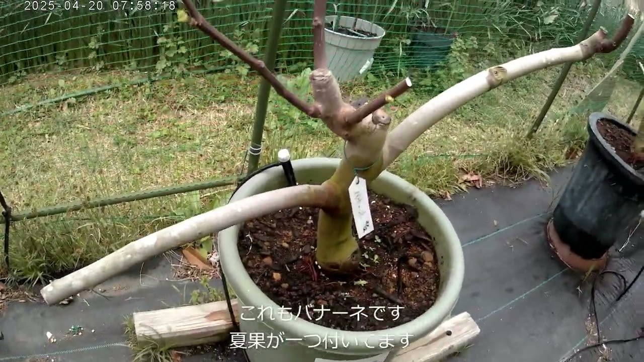 2025年イチジクの様子２