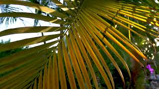 Beautiful Palm  Leaves Nature background screenshot 1