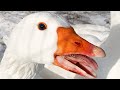 Geese Teeth are Insane and Amazing