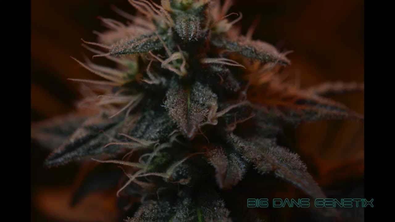 Cannabis Macro Photography in 4k Ultra HD
