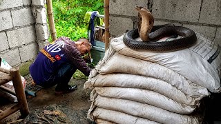 Suki ng mga Cobra ang mulahan ni kuya | JTG Kamandag