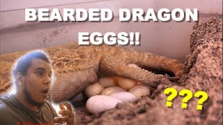 My Bearded Dragon Is Laying Eggs !!! Big Secret Reveal !!