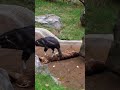 "Nature’s Cleanup Crew: Condor Feeds in the Wild 🦅