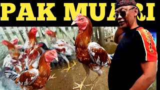 1 pasang| Harga Ayam Bangkok| Kelabu Merah
