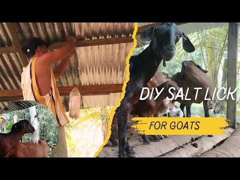 Goat Care 101: How to Make a Salt Lick Your Goats Will Love! - YouTube
