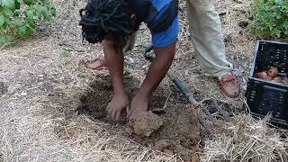 Potato Harvest: Digging For Gold on Rows 4&5!