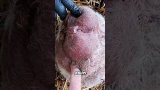 One Twin Turned Into a Blob