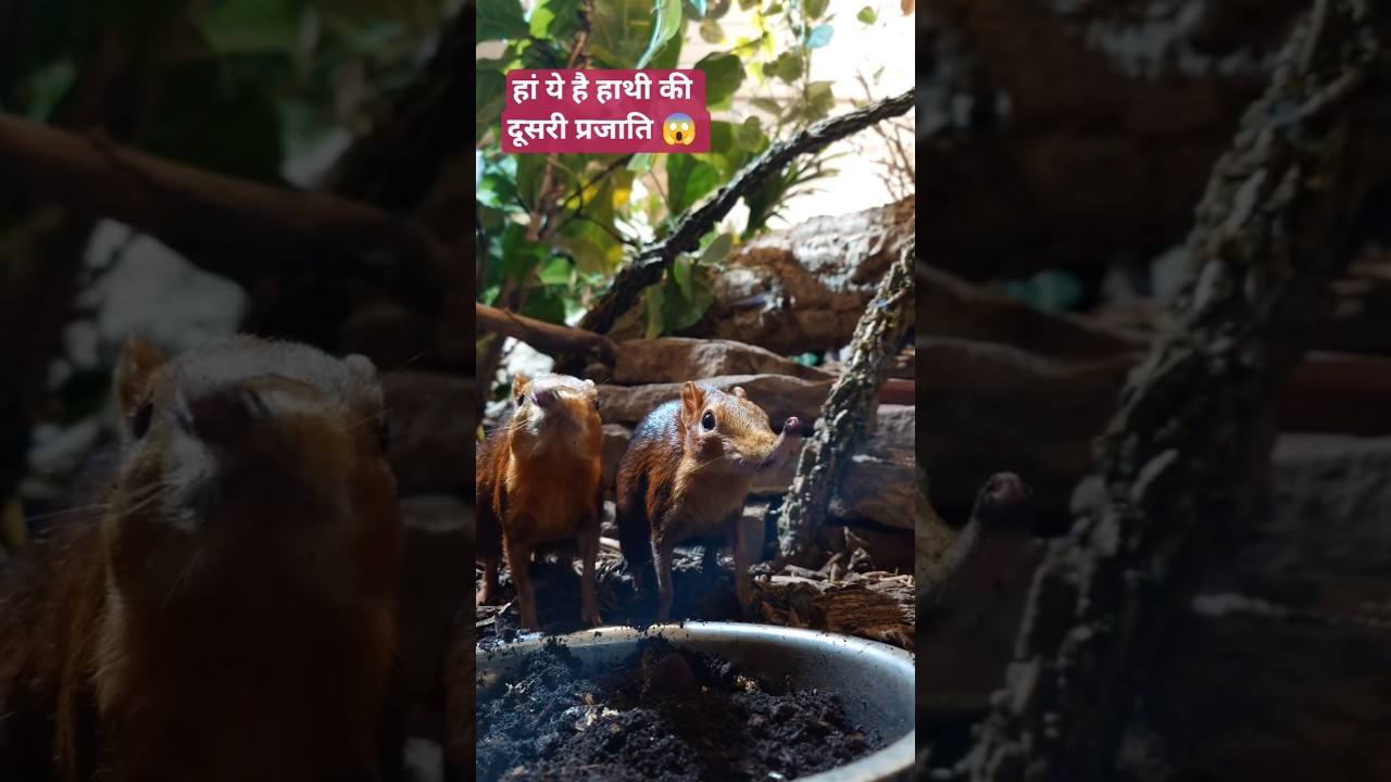 The red-shouldered elephant shrew enjoys earthworms and other tasty insects 