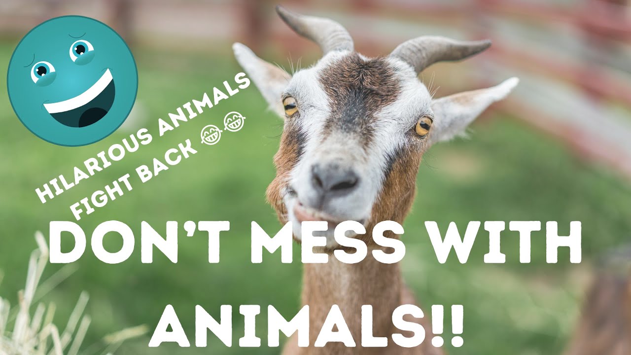 DON'T MESS WITH ANIMALS! Funny Video….