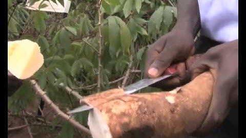 Experts advise Ugandan farmers to specialize in cassava and maize