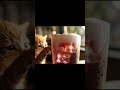 Mèo cưng mời cả nha Trà dâu tằm kem muối cực chill chiều thứ 7 🍓☁️ #shorts #asmr #cat