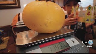 Giant grapefruit beats world record