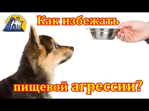 Урок №3 Пищевая агрессия. Методы предотвращения нежелательного поведения