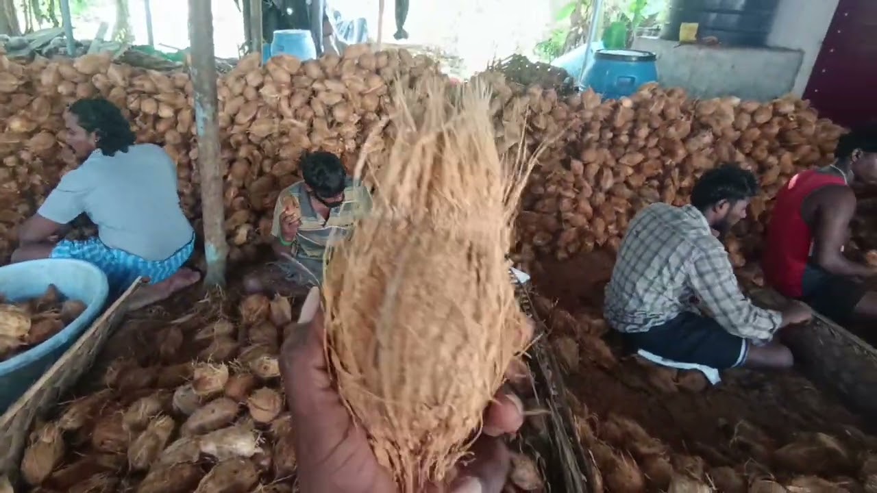 Pure quality black coconut Tamil Nadu Dindigul MS coconut 9843 641848