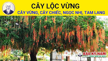 Cây Lộc Vừng có tác dụng chữa trị bệnh gì? |Barringtonia acutangula