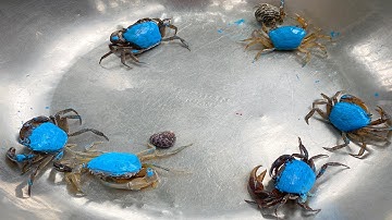 Kem Ốc và cua Chanel ra ngõ cứu các con vật màu sắc, con cua, ốc mượn hồn, con mèo, con rắn, cá sấu.