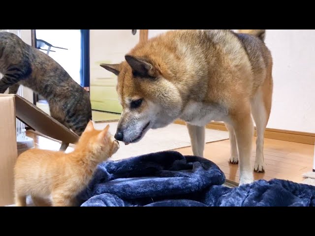 子猫は新しい物へ♥柴犬は子猫へ♥