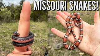 Looking for Snakes in the Missouri Ozarks! Scorpion Sting, Jumpy Copperheads, and Fantastic Milks!