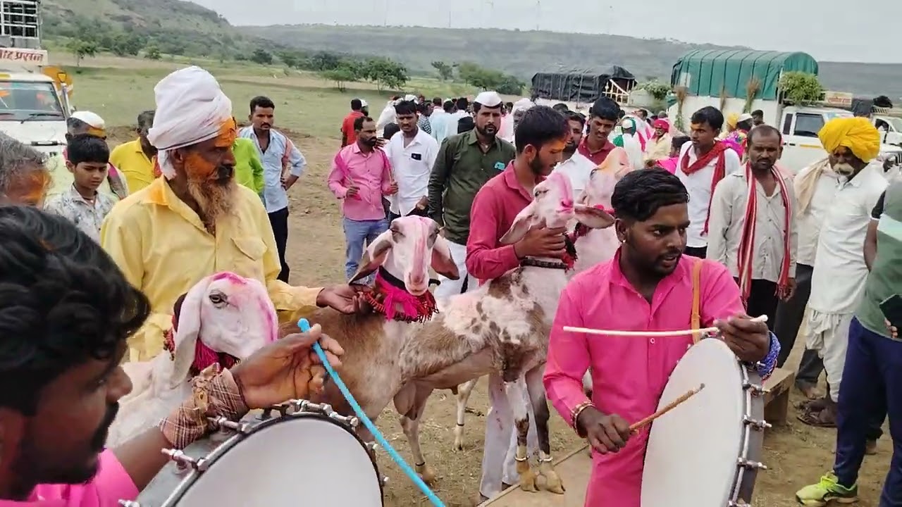 महाराष्ट्र चॅम्पियन बकरा 🔥🔥🔥🔥