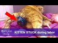 A Kitten is Stuck in a Birth Canal ⚠️ What to Do?