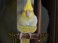 5 Signs Your Cockatiel Might Be Sick