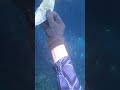 عين العرايس سيوة